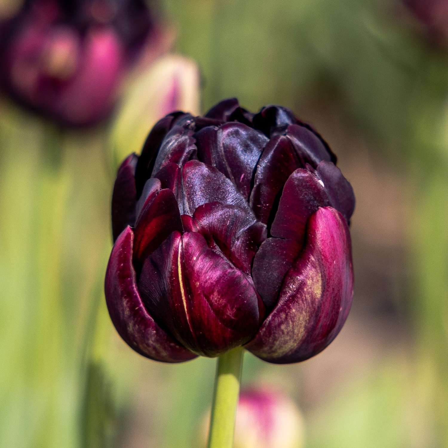 Tulppaani 'Black Hero'